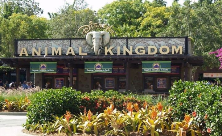Animal Kingdom Captions
